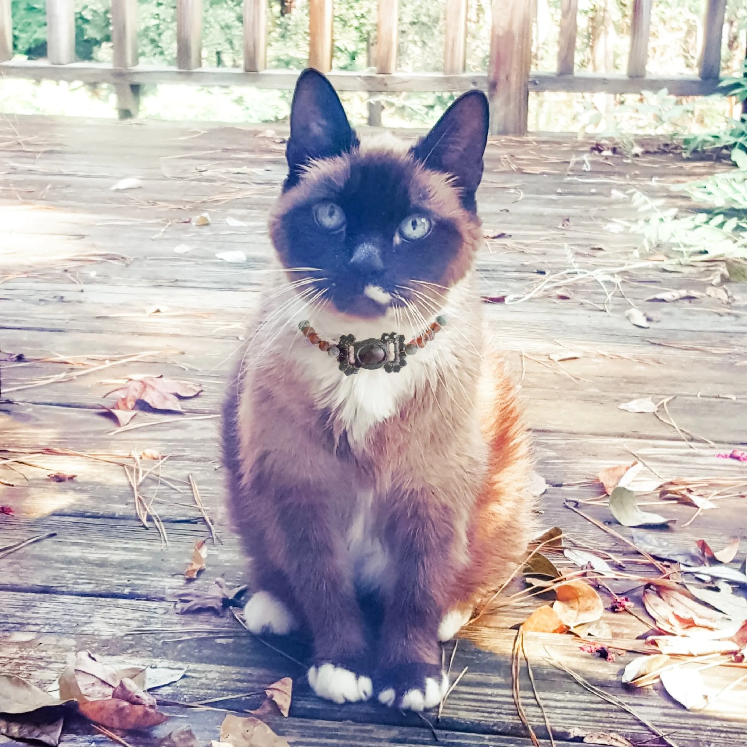 Pet | African Turquoise   Raw Cognac Amber Collar
