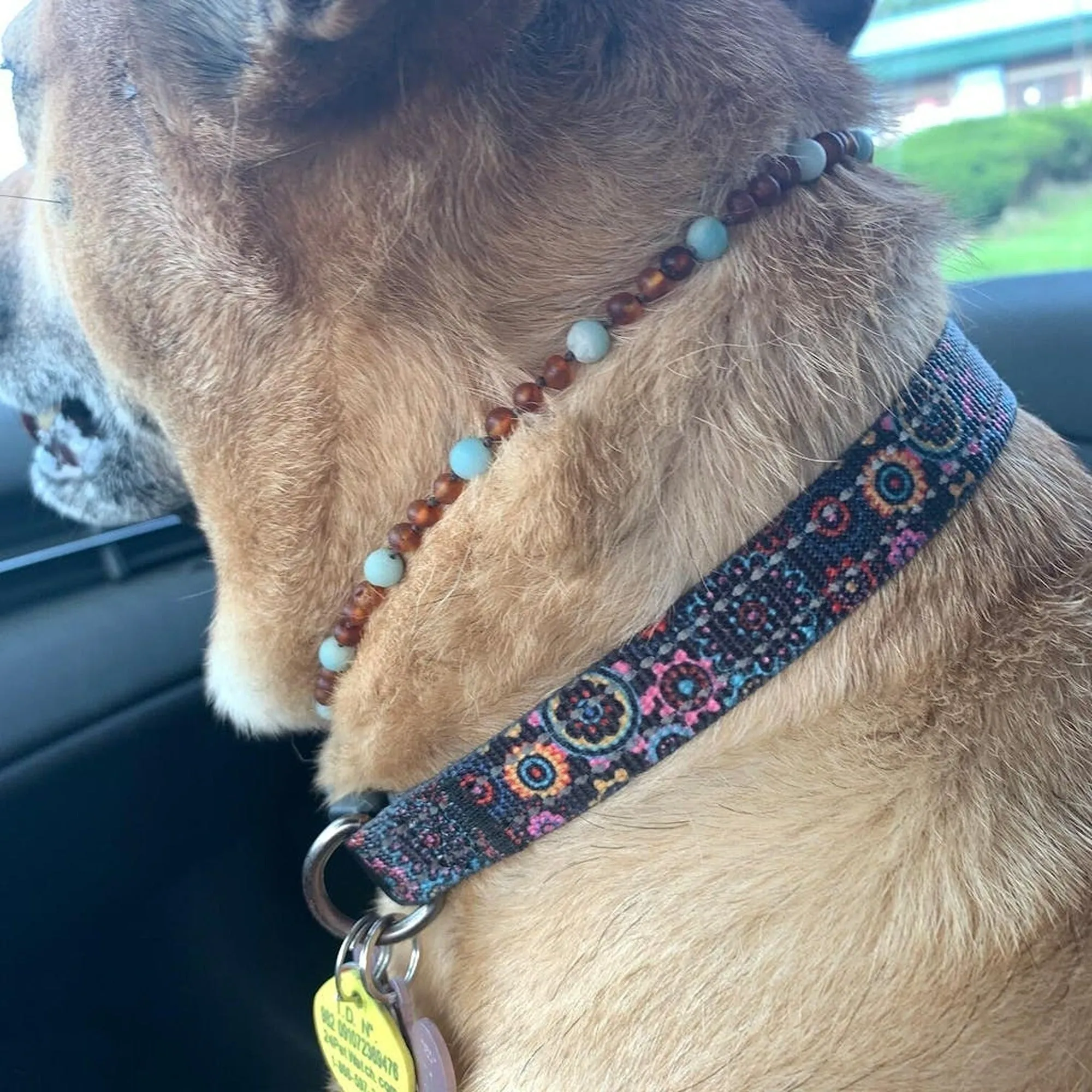 Pet | African Turquoise   Raw Cognac Amber Collar