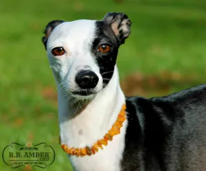 Pet Collars | RETIRED Baltic Amber