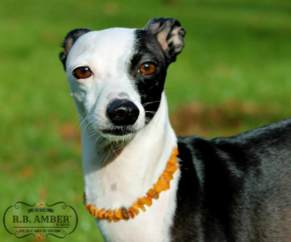 Pet Collars | RETIRED Baltic Amber