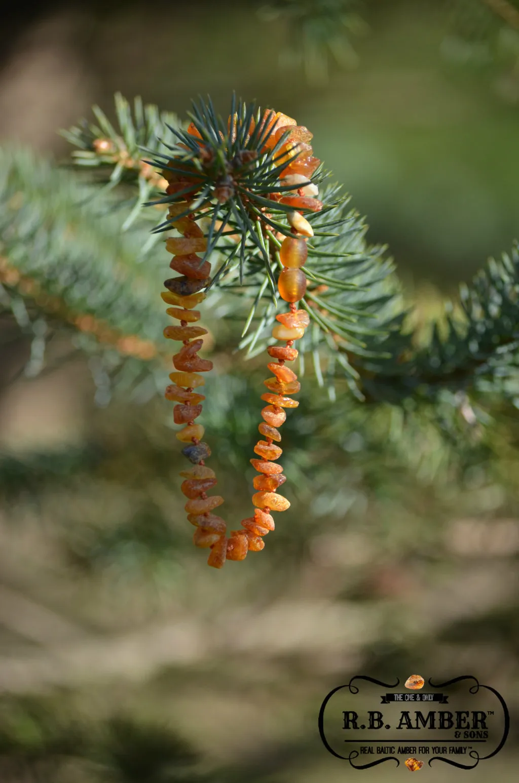 Pet Collars | RETIRED Baltic Amber